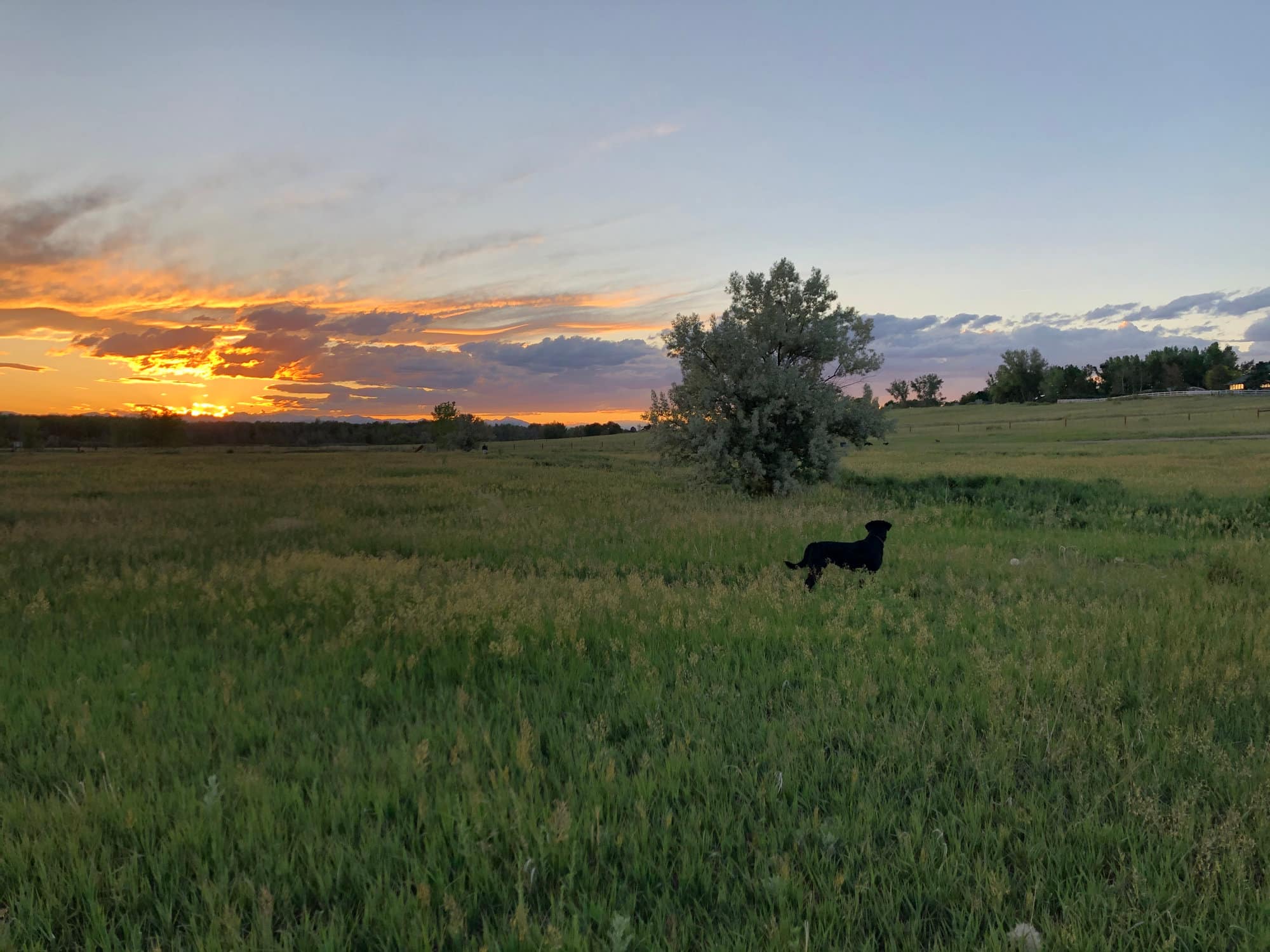 A black dog standing in a grassy Northern Colorado field at sunset