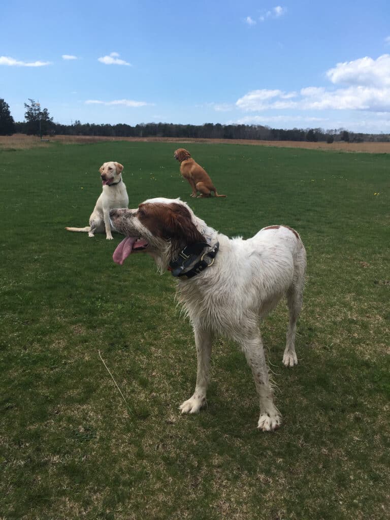 Three dogs playing in an open field under a blue sky