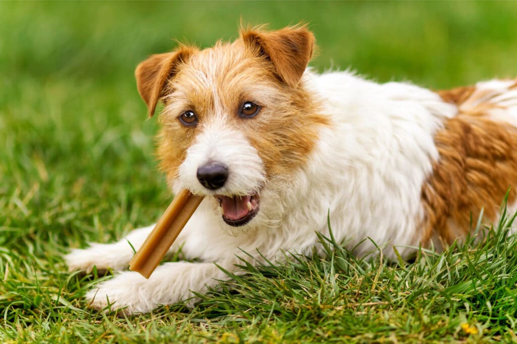 A terrier lying in the grass chewing a treat