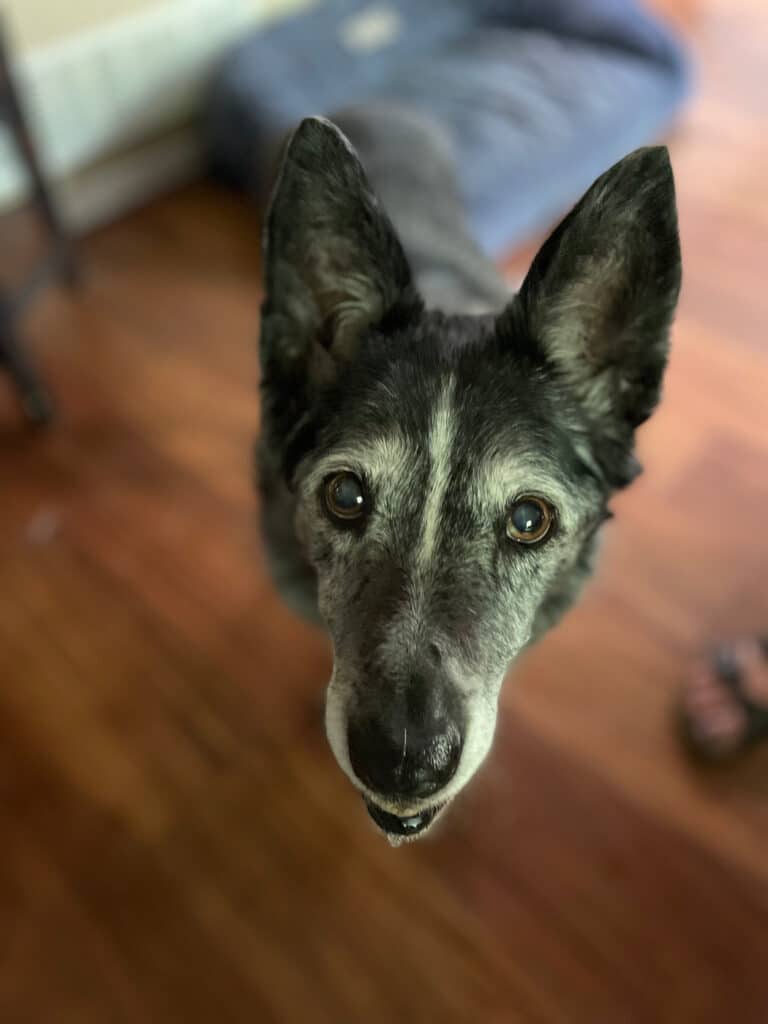 A gray-muzzled senior dog looking up at the camera