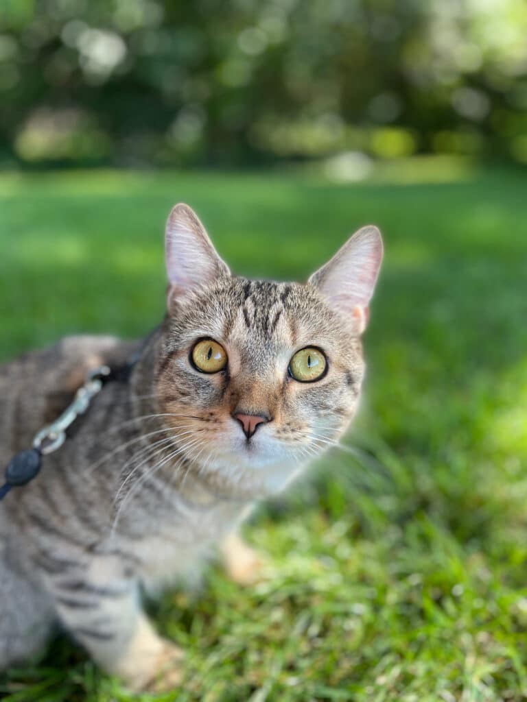 A tabby cat on a harness sitting in the grass