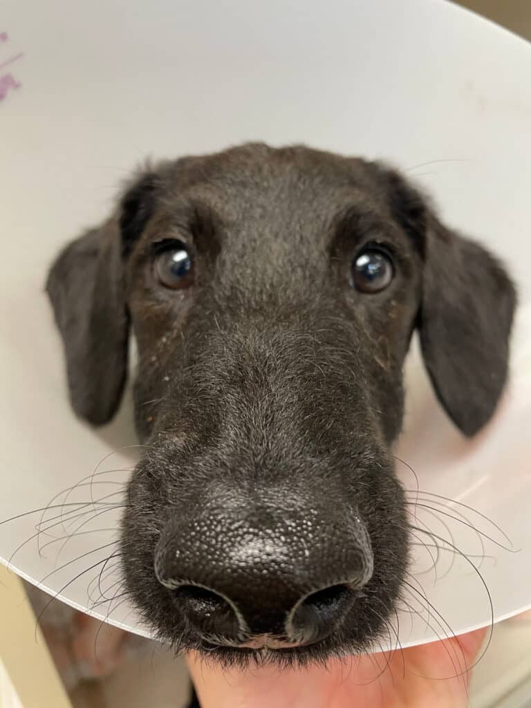 A young dog wearing a recovery cone looking up at the camera