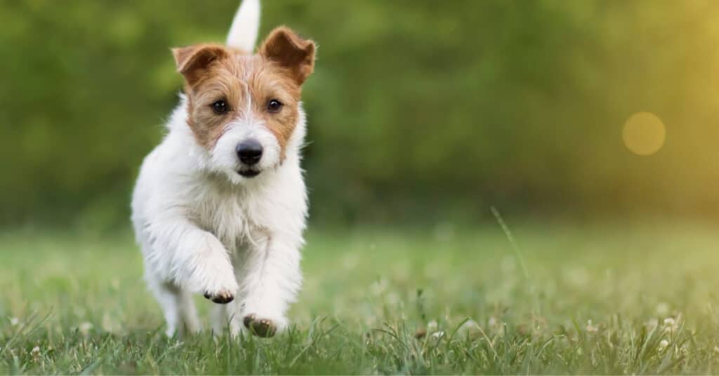 A happy terrier running through green grass